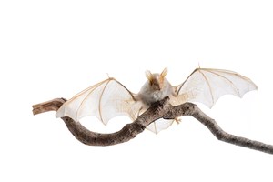 Image description is not available for 2009.2.1